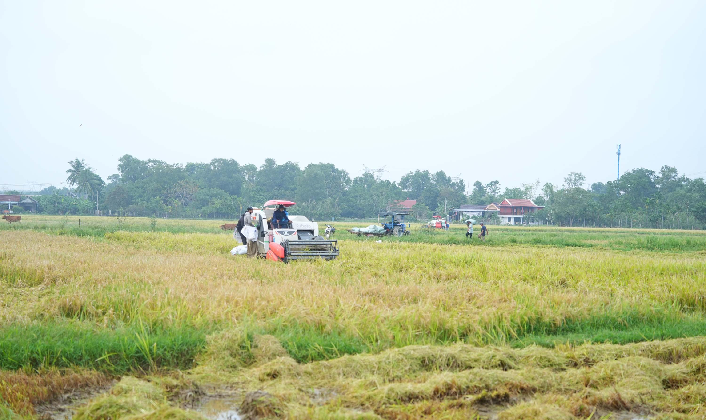 Xã Hiếu Giang khẩn trương thu hoạch lúa vụ Hè Thu sau thời gian mưa lớn